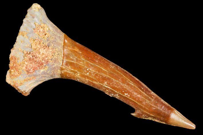 Fossil Sawfish (Onchopristis) Rostral Barb- Morocco #106471
